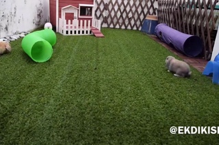 Bunnies out playing in the backyard