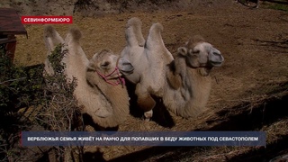 Верблюжья семья поселилась на ранчо для попавших в беду животных под Севастополем