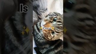 his name is zsasz #cutecat #funnycat #cat #cute #meme