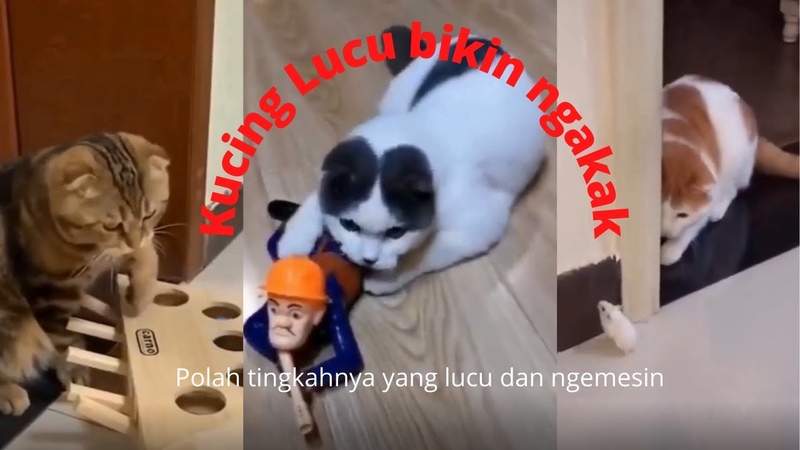 Kumpulan Kucing lucu bikin ngakak sakit