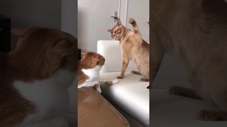 #Kedi fena tokatlyo  #komik #kediler #catvideos #cutecats #funny #shorts