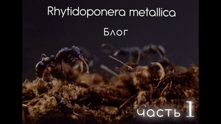 Rhytidoponera metallika блог 1 часть