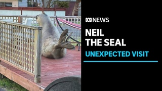 600kg southern elephant seal blocks the driveway of a Tasmanian resident’s property | ABC News