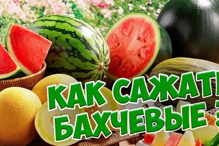 Бахчевые культуры 🌟 Перекрестное опыление 🌟 Можно ли сажать рядом арбузы,  дыни, тыквы?