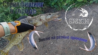 Стритфишинг в городе ! Рыбалка на спиннинг на домашнем водоеме: ВЗЯЛ РЕВАНШ!