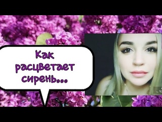 /Как расцветает сирень.../ Ирина Самарина-Лабиринт