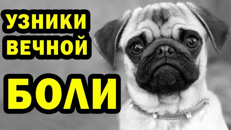 МОПСЫ ОБРЕЧЕНЫ НА