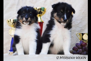 Щенки шетландской овчарки.Шелти девочки 4 недели Shetland Sheepdog puppies. Sheltie girls