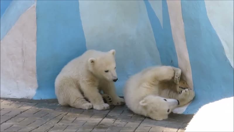 Медвежата. Одна сестричка хотела прилечь спать на другую,