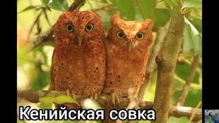 Совки (лат. Otus).