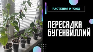 КАК ПРАВИЛЬНО пересадить БУГЕНВИЛЛИЮ #бугенвиллия #bougainvillea