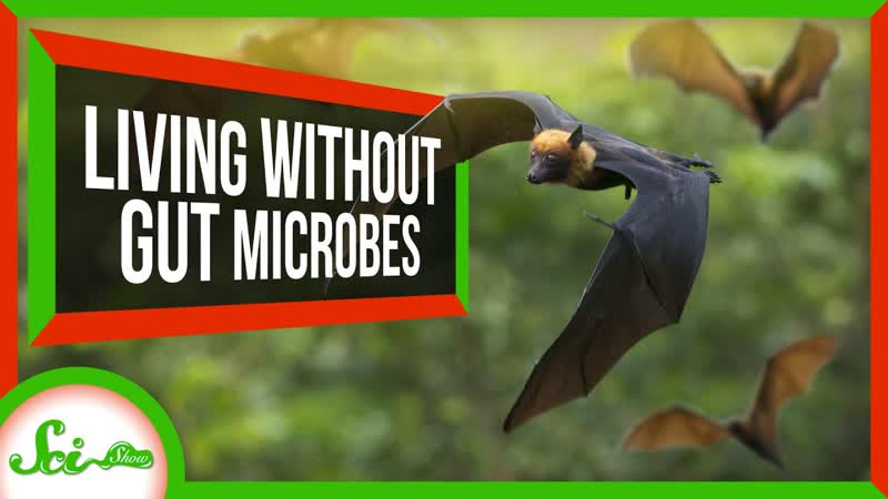 4 Animals That Don t Have Resident Gut