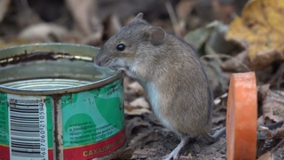 Ещё немного о мышах / A little more about mice
