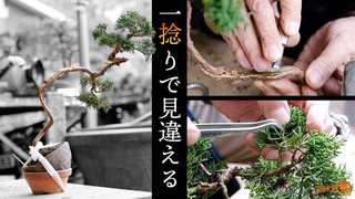一捻りで見違える！冬の真柏の芽摘み、剪定、針金掛け【盆栽Q】