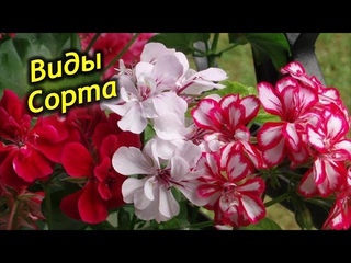 Самые красивые сорта плющелистной ампельной пеларгонии.