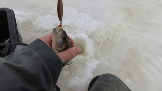 Ловля окуня. Ладожское озеро.