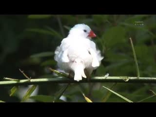 Звуки природы / Пение птиц / Как правильно отдыхать под пение птиц