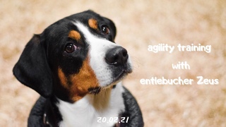 agility training with entlebucher Zeus