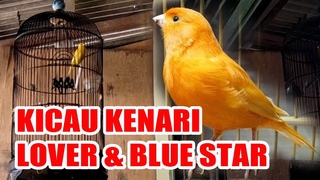 Suara Kicau Burung Kenari Lover dan Blue Star Rumahan