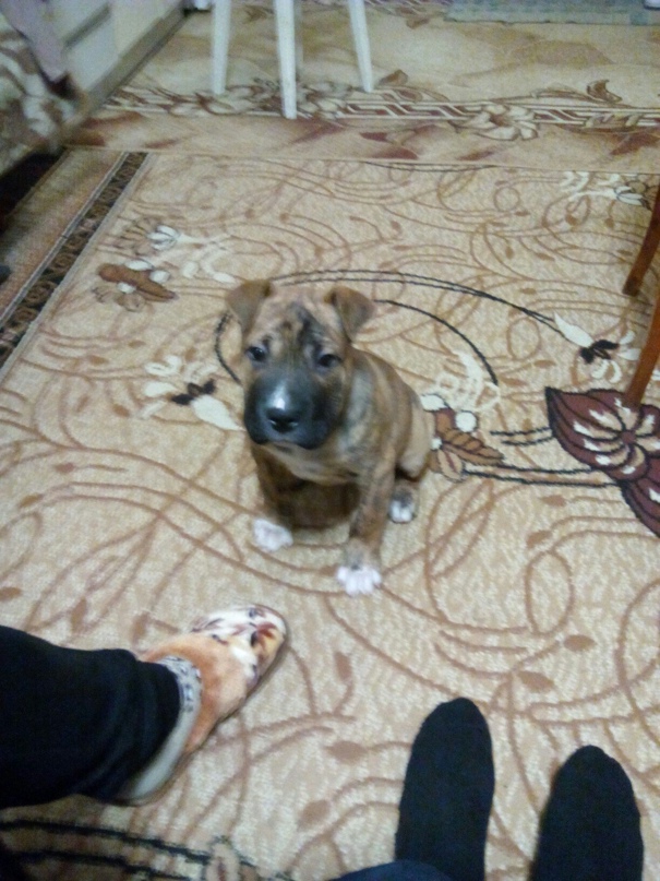 Денис Шубин | Los Angeles