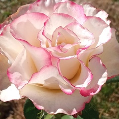 Moon Flower, Москва