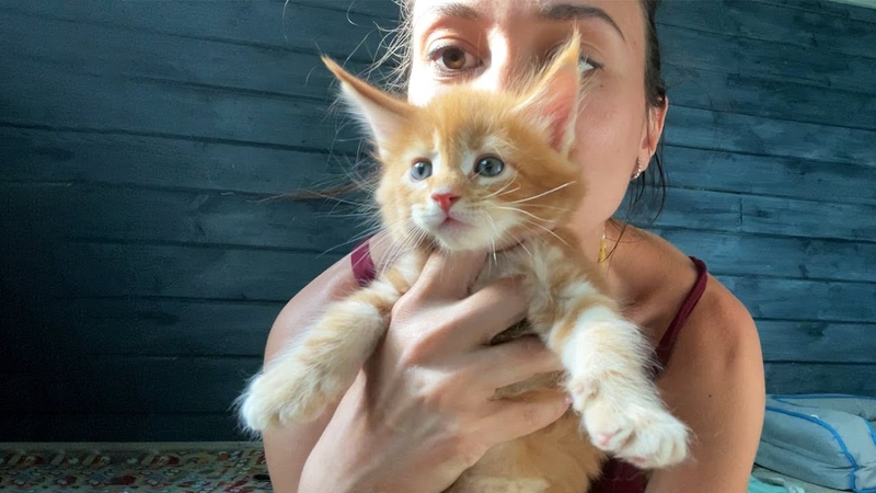 КОТЯТА МЕЙН КУНЫ ЛАЮТ И ВОЗМУЩАЮТСЯ ПОДСТРИЖКЕ