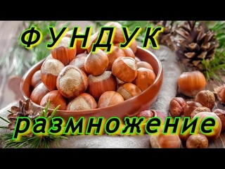 ФУНДУК - РАЗМНОЖЕНИЕ ОТВОДКАМИ. Часть 1.