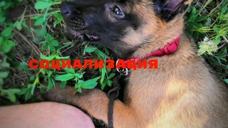 СОЦИАЛИЗАЦИЯ АЙРОНА