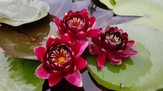 Нимфея Black Princess (Nymphaea Black Princess), нимфея Блэк принцесс, кувшинка черная принцесса