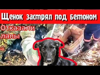 Щенок застрял под бетонной плитой/ он плакал от боли/отказали лапы/ help save a sick puppy