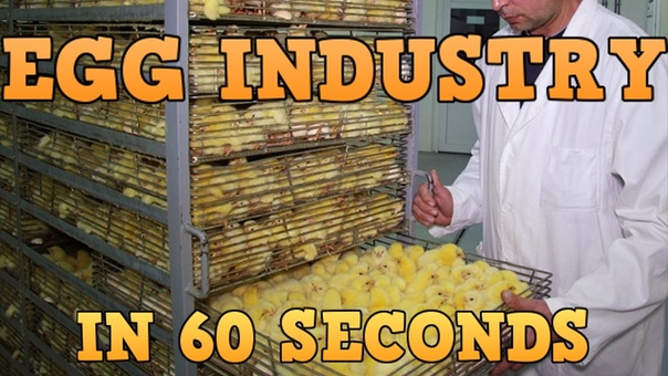Egg Industry In 60