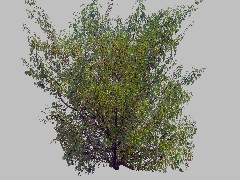 CL Tree TN 28d