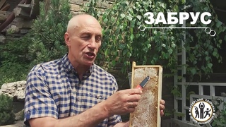 Что такое пчелиный забрус и почему он считается таким полезным