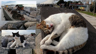 A cat's purr is the sound of love and each small meow is a treasure to be cherished. Cat Island
