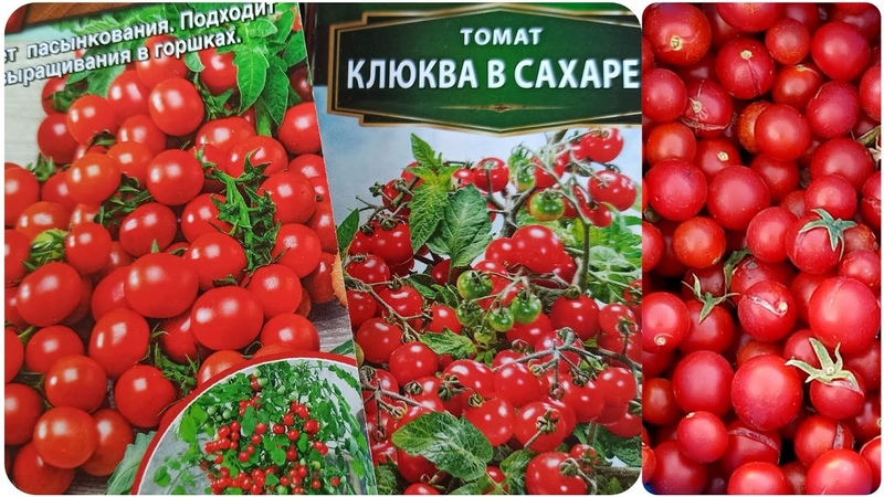 Очень урожайные томаты Черри Подходят для балкона и