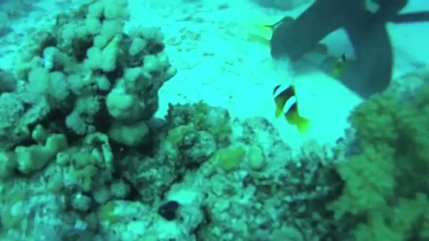 My vacations in Egypt ( Shark