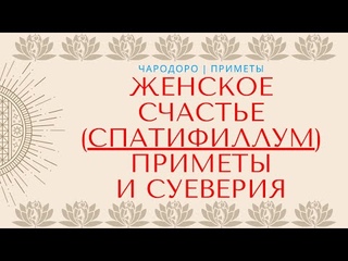 Цветок женское счастье Спатифиллум  приметы и суеверия