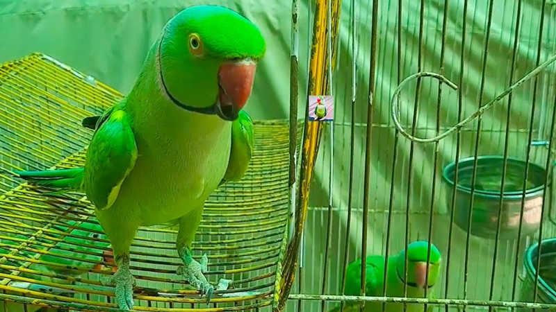 Max And Mitthu Talking With So Clear Voice In Urdu,