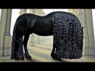 Beautiful Horses - HORSE FARMING