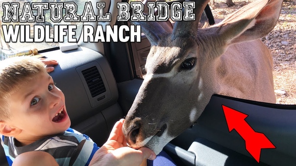 WILD ANIMALS IN OUR CAR IN REAL