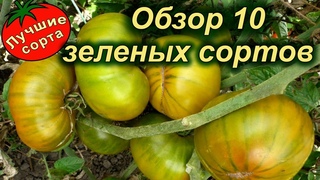 СОРТА ЗЕЛЕНЫХ ТОМАТОВ.  Обзор 10 сортов
