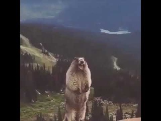 Суслик орёт.