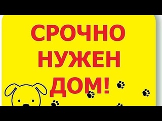 Щенята ищут дом🏠