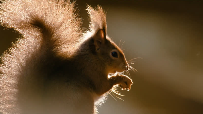 Winterwatch 2024 Red Button : S12, Ep 2 Winter s Restful Moments ( BBC Two 2024 UK)( ENG, No