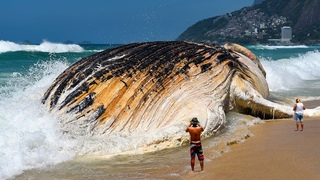 7 Самых Больших Морских Существ