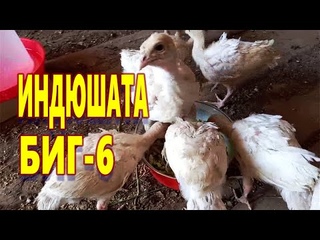ИНДЮШАТА БИГ 6 Разведение индюков в домашних условиях