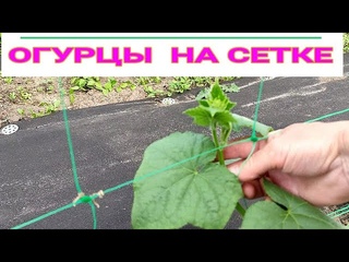👩🏻‍🌾🥒🥒СПРАШИВАЕТЕ - ОТВЕЧАЮ. КАК ЗАПУСТИТЬ ОГУРЦЫ НА СЕТКУ