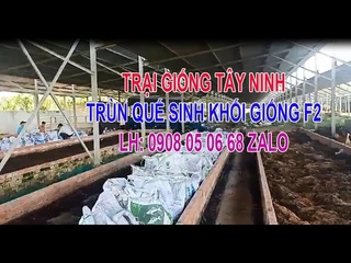 GIAO TRÙN SINH KHỐI GIỐNG F2 phân trùn quế nguyên chất LH 0908050668