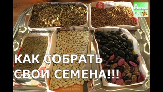 С каких растений можно собирать СВОИ семена?