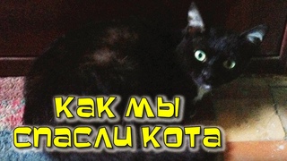 Любимый Кот / Как мы вязли взрослого кота с улицы и вылечили его